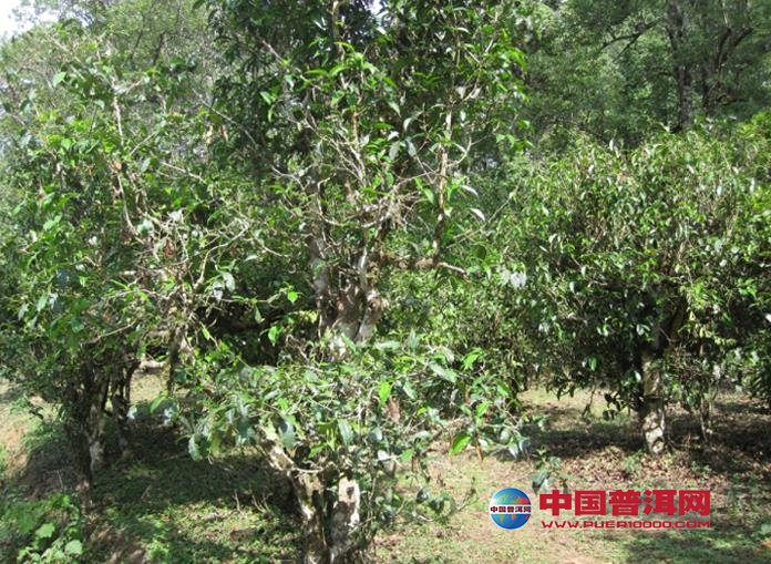 普洱茶