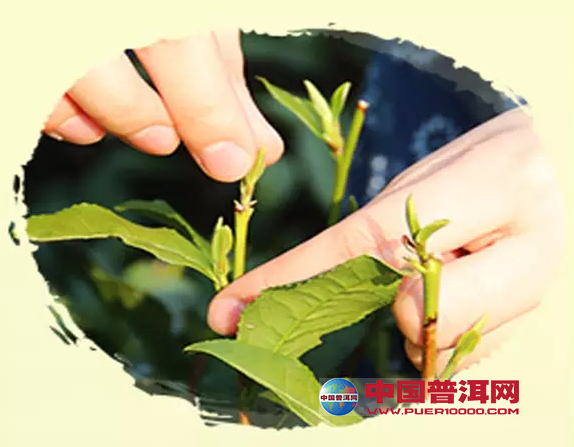 <u><a href='http://www.puer10000.com/puerzhishi/32854.html' target='_blank'>普洱<u><a href='http://www.puer10000.com/puerzhishi/100997.html' target='_blank'>茶</a></u></a></u>