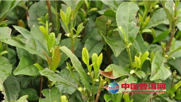 <u><a href='http://www.puer10000.com/puerzhishi/32854.html' target='_blank'>普洱<u><a href='http://www.puer10000.com/puerzhishi/100997.html' target='_blank'>茶</a></u></a></u>