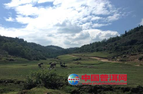 普洱茶