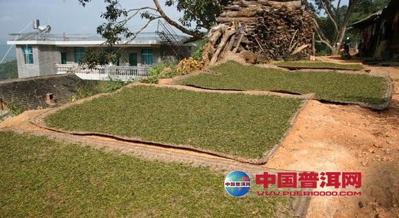 普洱茶