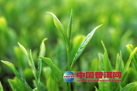 普洱茶