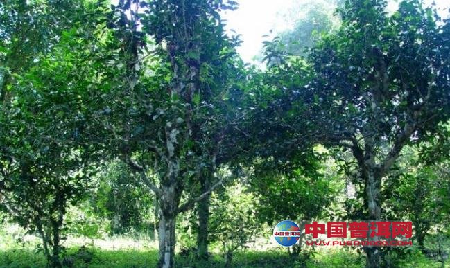 <u><a href='http://www.puer10000.com/puerzhishi/32854.html' target='_blank'>ն<u><a href='http://www.puer10000.com/puerzhishi/100997.html' target='_blank'></a></u></a></u>