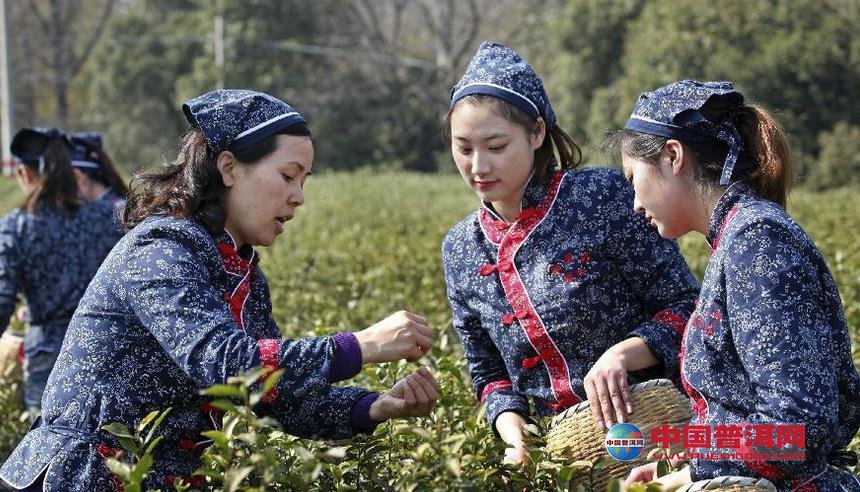 普洱茶