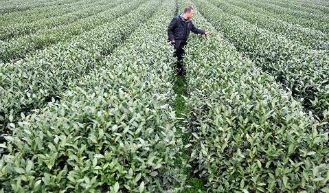 普洱茶