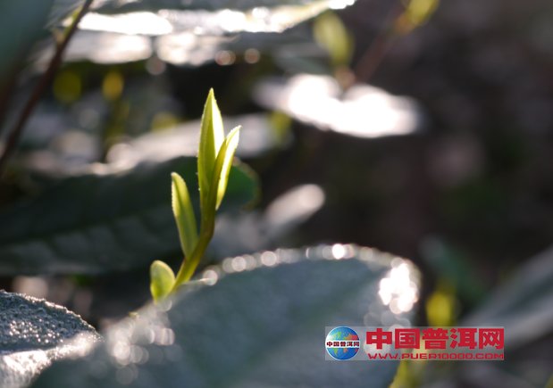 <u><a href='http://www.puer10000.com/puerzhishi/32854.html' target='_blank'>ն<u><a href='http://www.puer10000.com/puerzhishi/100997.html' target='_blank'></a></u></a></u>