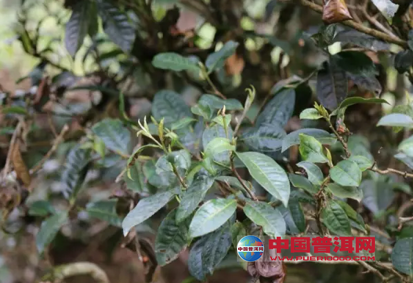 普洱茶