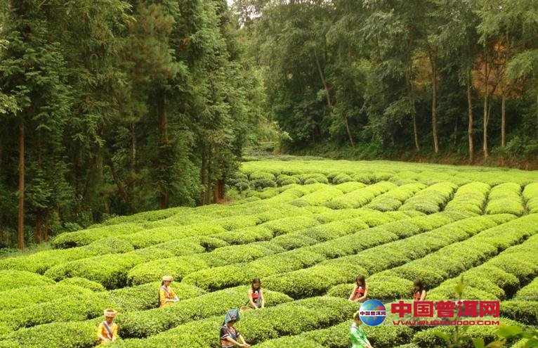 <u><a href='http://www.puer10000.com/puerzhishi/32854.html' target='_blank'>普洱<u><a href='http://www.puer10000.com/puerzhishi/100997.html' target='_blank'>茶</a></u></a></u>