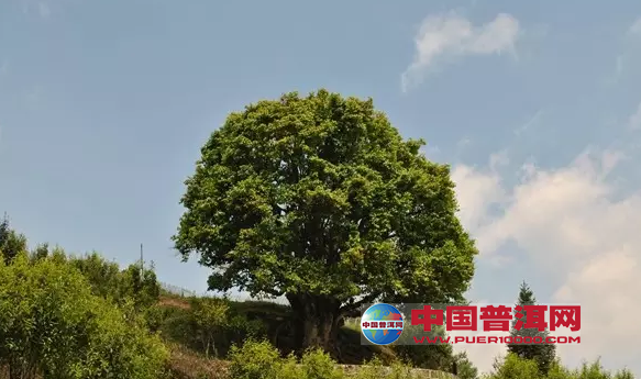 <u><a href='http://www.puer10000.com/puerzhishi/32854.html' target='_blank'>ն<u><a href='http://www.puer10000.com/puerzhishi/100997.html' target='_blank'></a></u></a></u>