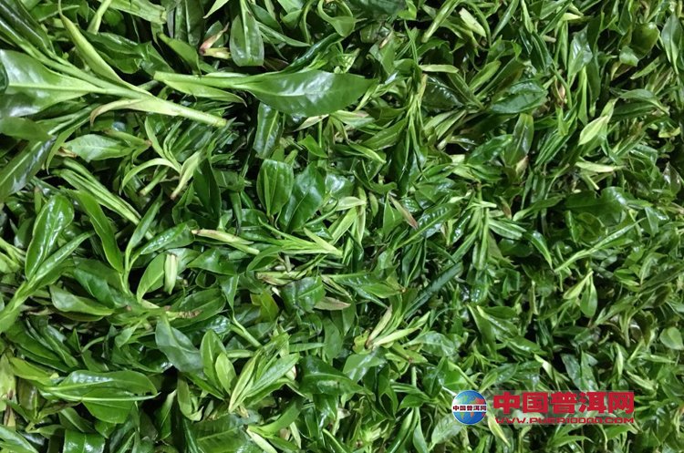普洱茶 