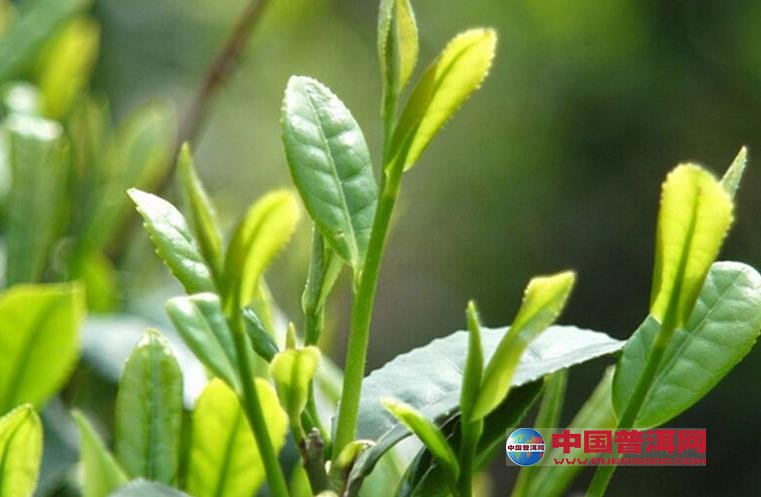 普洱茶