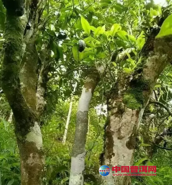 普洱茶