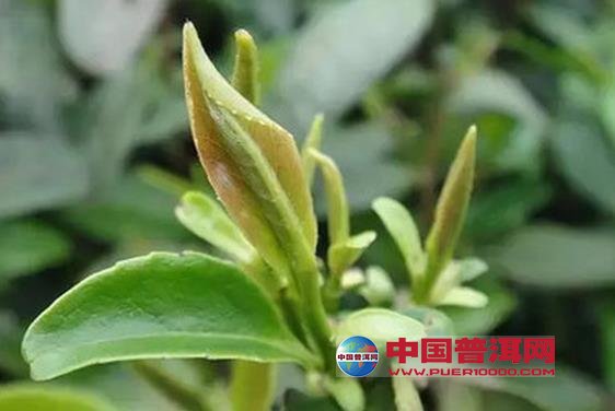 普洱茶