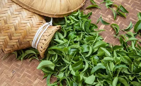 普洱茶