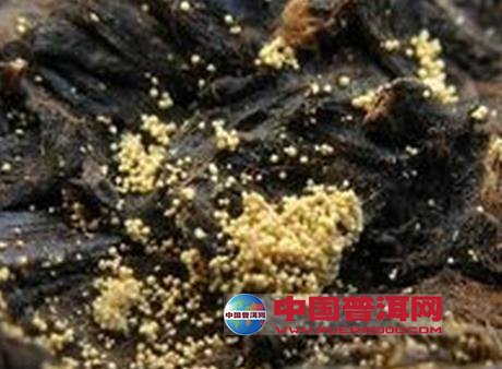 <u><a href='http://www.puer10000.com/puerzhishi/32854.html' target='_blank'>普洱<u><a href='http://www.puer10000.com/puerzhishi/100997.html' target='_blank'>茶</a></u></a></u>