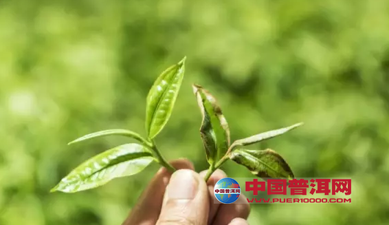 普洱茶