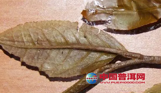 普洱茶