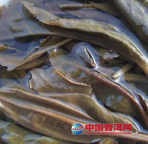 普洱茶