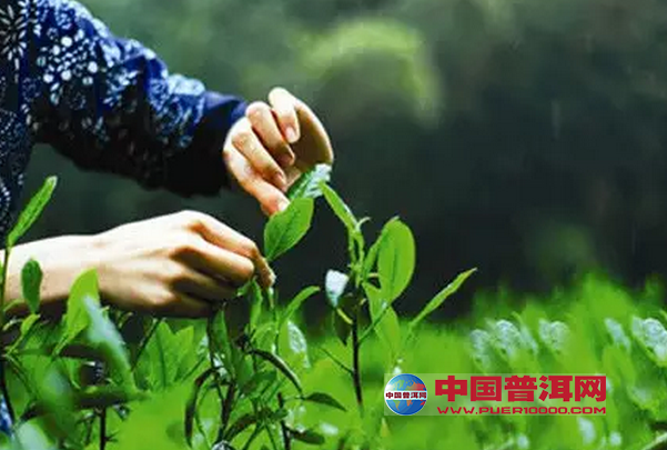普洱茶