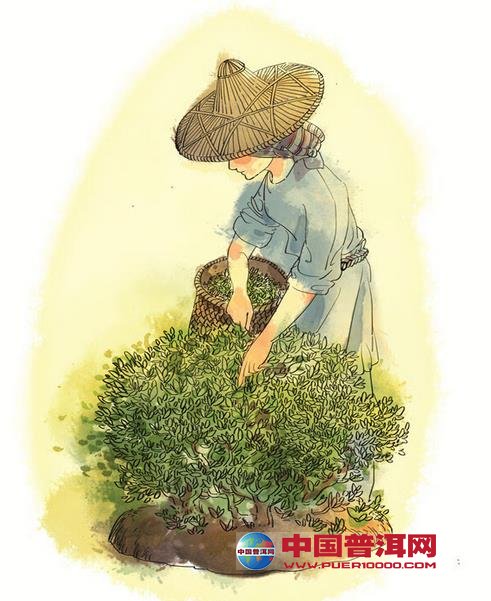 普洱茶