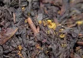 普洱茶