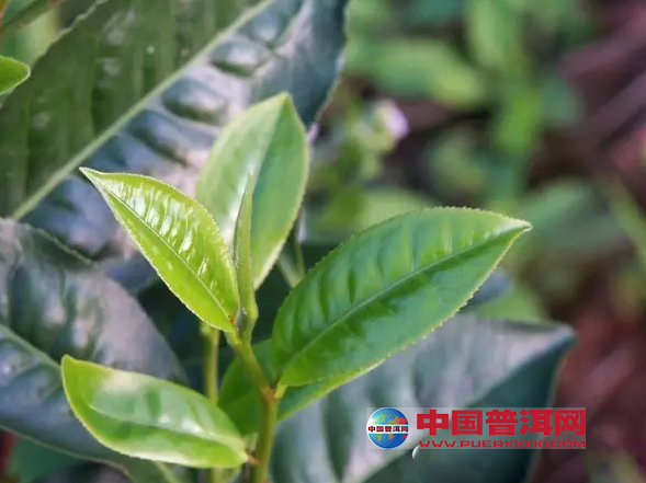普洱茶
