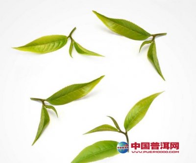 我愿作一片茶叶 等待着水的滋