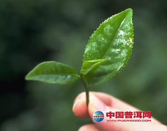 普洱茶