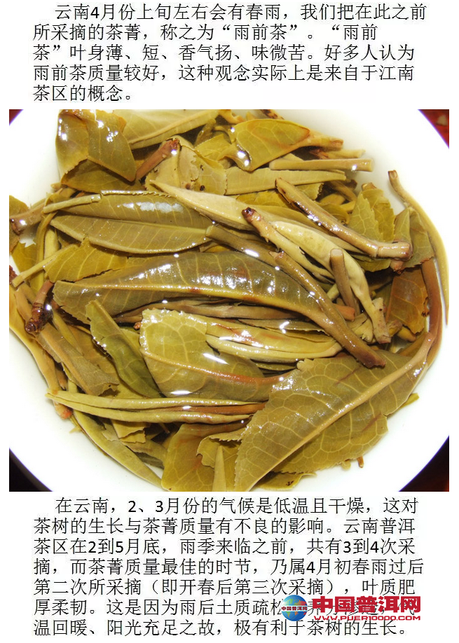 普洱茶