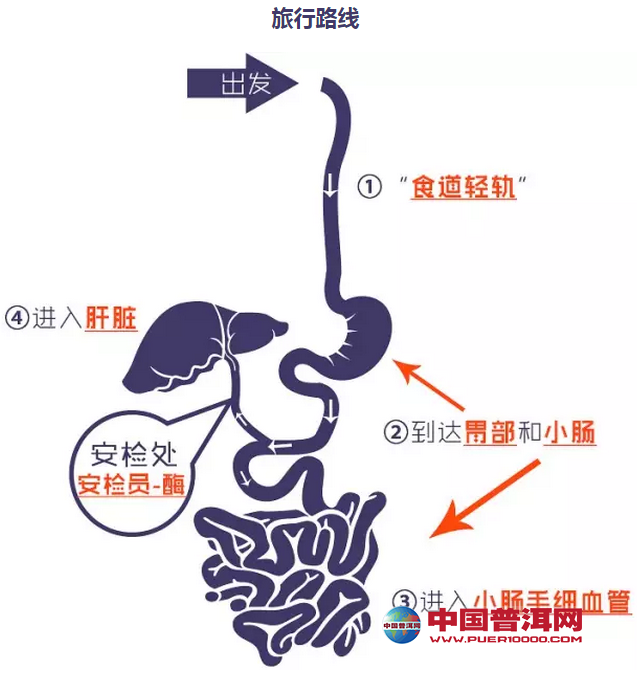 普洱茶