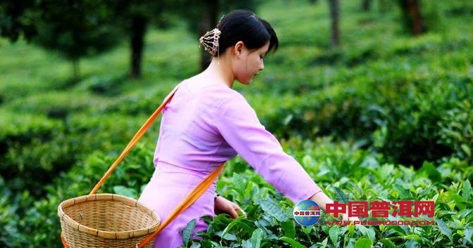 普洱茶