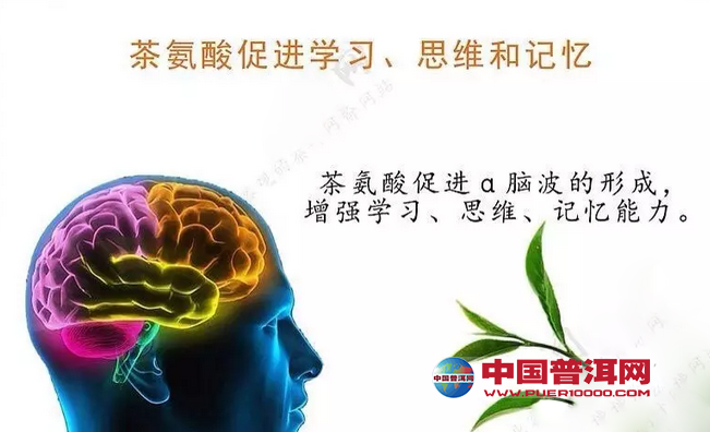 普洱茶