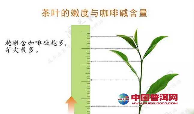普洱茶