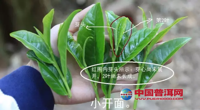 <u><a href='http://www.puer10000.com/puerzhishi/32854.html' target='_blank'>普洱<u><a href='http://www.puer10000.com/puerzhishi/100997.html' target='_blank'>茶</a></u></a></u>