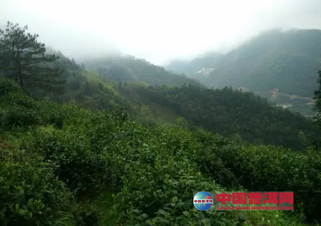 普洱茶