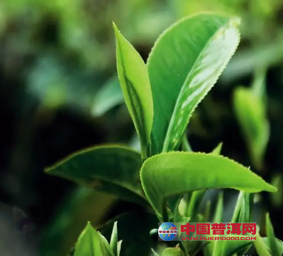 <u><a href='http://www.puer10000.com/puerzhishi/32854.html' target='_blank'>普洱<u><a href='http://www.puer10000.com/puerzhishi/100997.html' target='_blank'>茶</a></u></a></u>