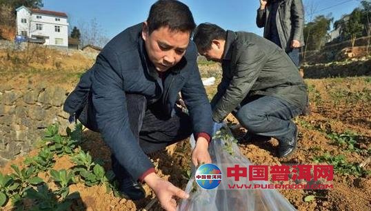 普洱茶
