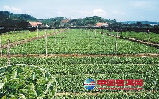 普洱茶