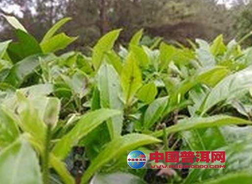 普洱茶