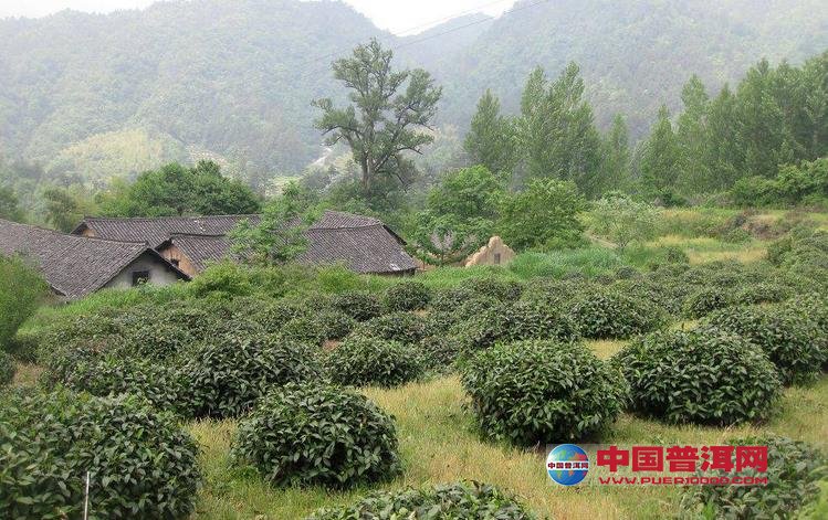普洱茶
