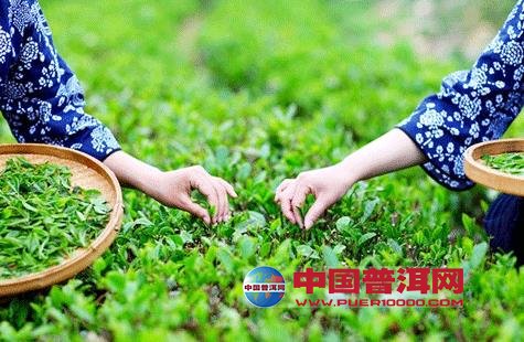 <u><a href='http://www.puer10000.com/puerzhishi/32854.html' target='_blank'>ն<u><a href='http://www.puer10000.com/puerzhishi/100997.html' target='_blank'></a></u></a></u>
