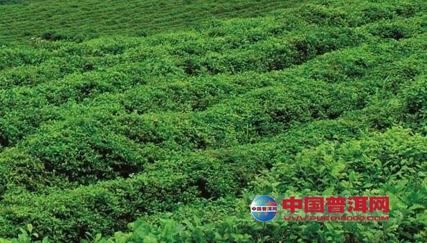普洱茶