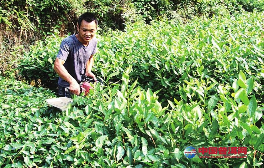 普洱茶