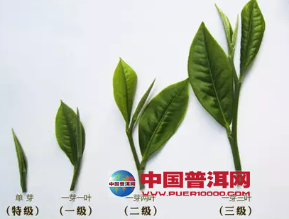普洱茶世界里的那些"信口开河"