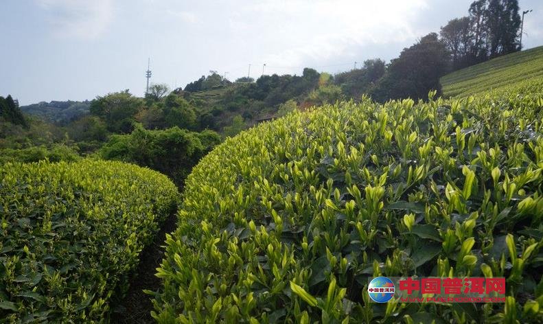 普洱茶
