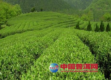 <u><a href='http://www.puer10000.com/puerzhishi/32854.html' target='_blank'>ն<u><a href='http://www.puer10000.com/puerzhishi/100997.html' target='_blank'></a></u></a></u>
