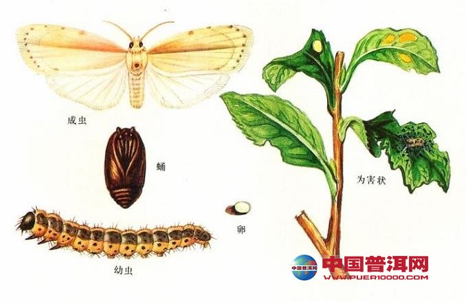 普洱茶