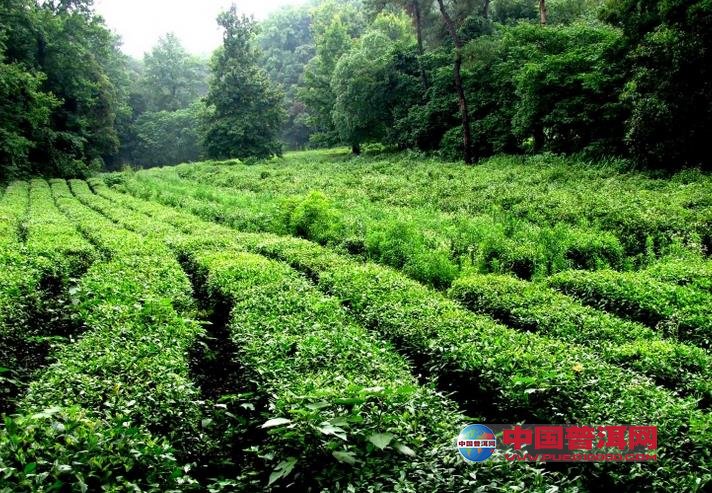 普洱茶