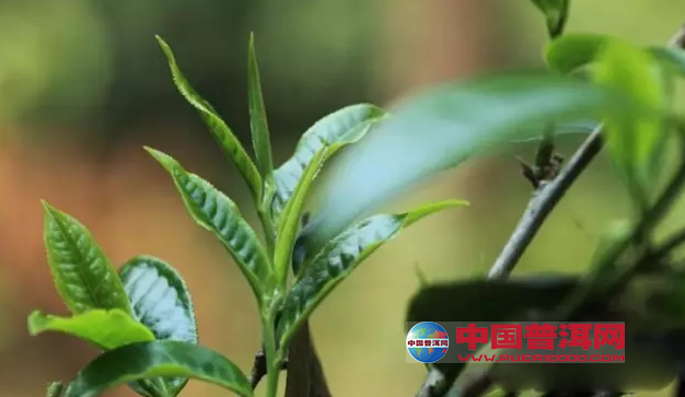 普洱茶