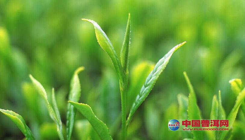 普洱茶